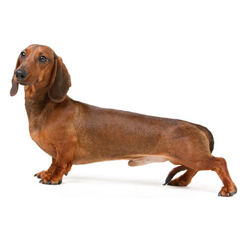 Smooth sales coat dachshund